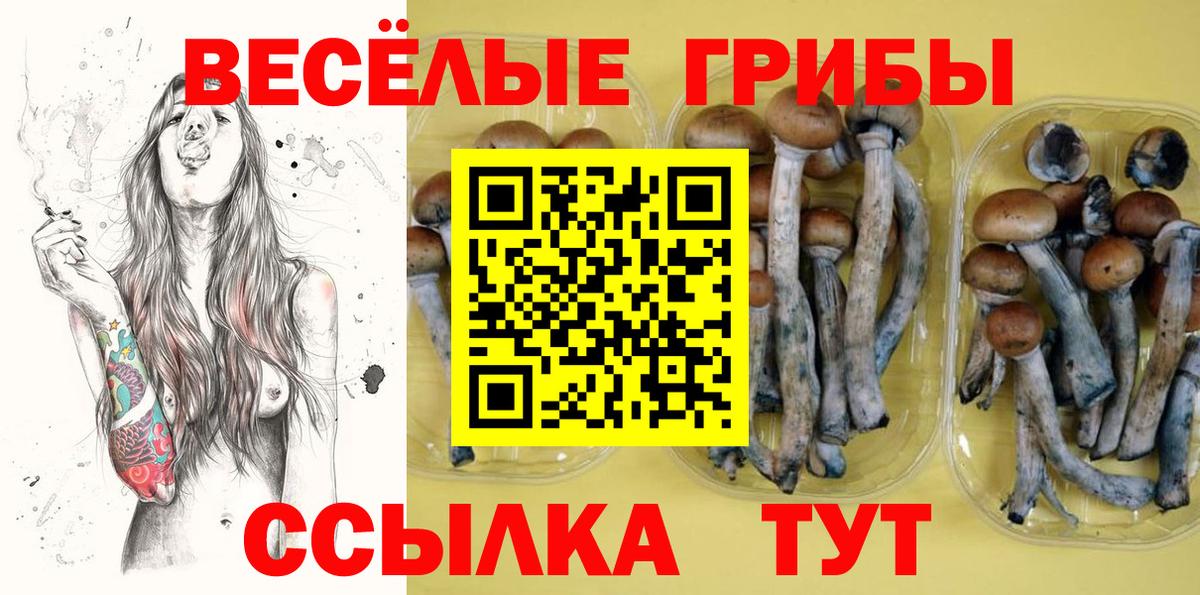 Галлюциногенные грибы Psilocybe  Вход с VPN  Кизилюрт 